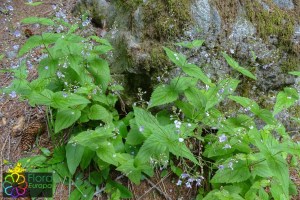 Veronica urticifolia (1200 x 800).jpg_product